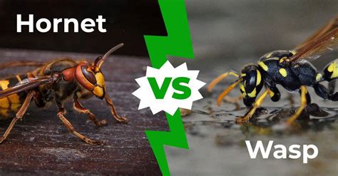 What's worse a wasp or hornet?