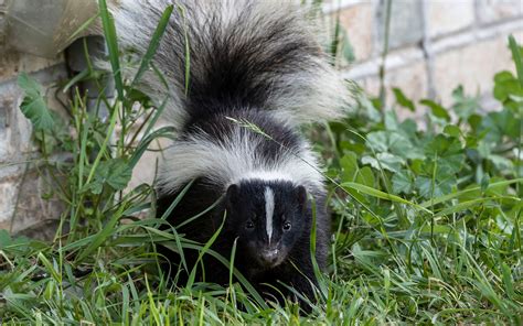 What Canadian province has no skunks?