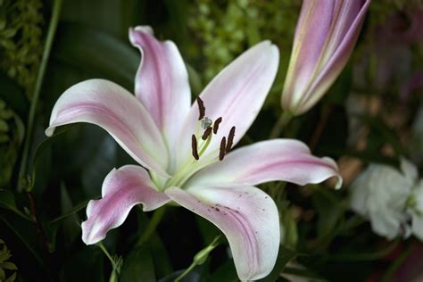 What Colour are lilies naturally?