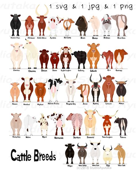 What Colour do cows not like?