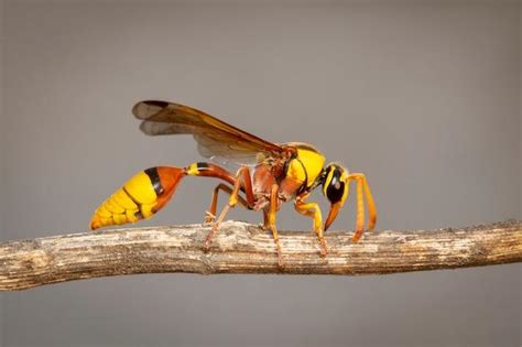 What Colour do wasps hate the most?