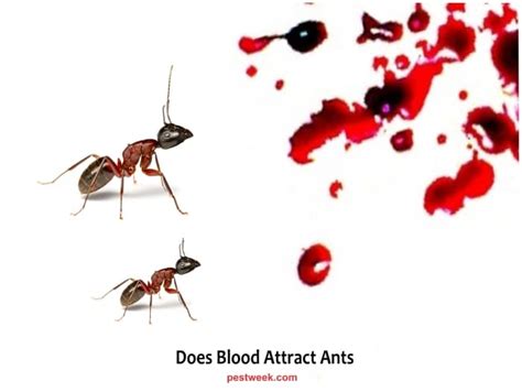 What Colour is ant blood?