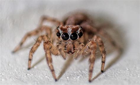 What Colour scares spiders?