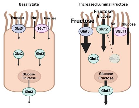 What absorbs fructose?