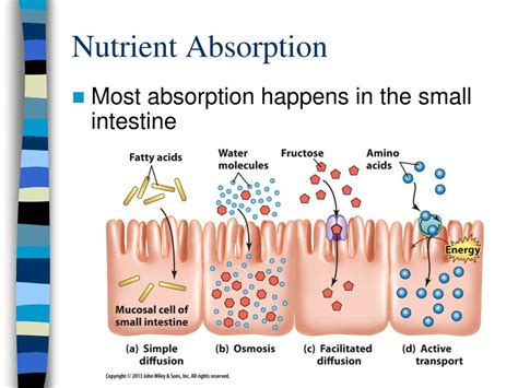 What absorbs sodium from food?