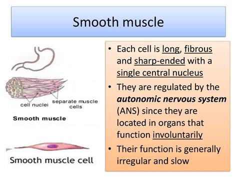 What activates smooth muscle?