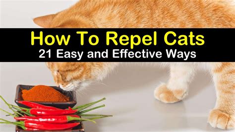 What actually repels cats?