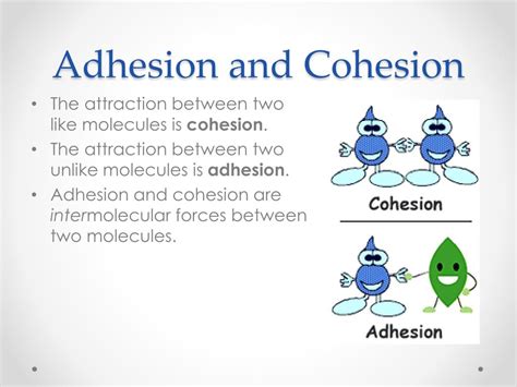 What affects adhesion?