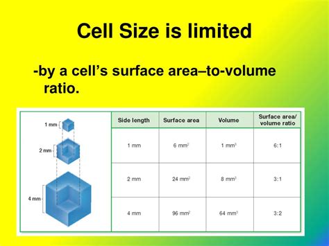 What affects the size of a cell?