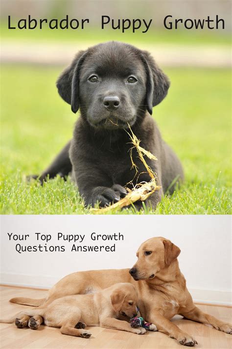 What age are Lab puppies most difficult?