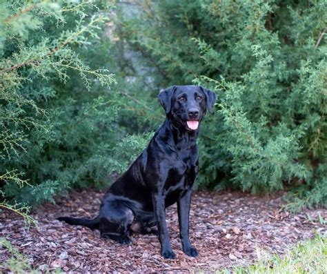 What age are Labradors most difficult?