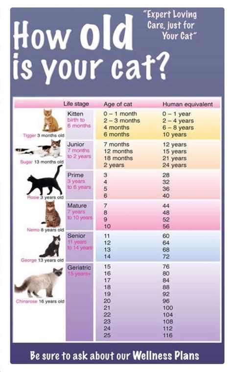 What age are cats most hyper?