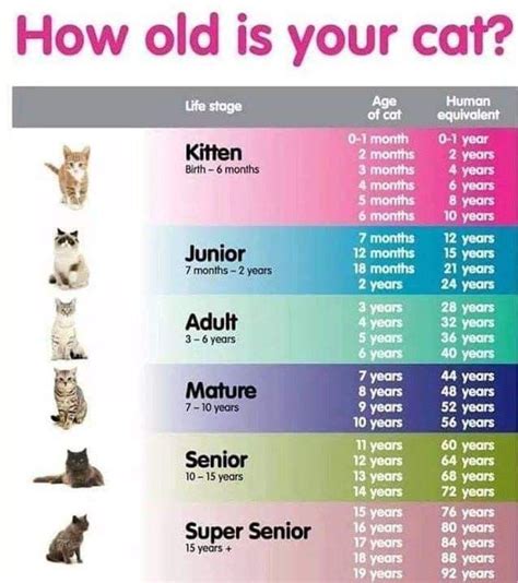 What age are cats the calmest?