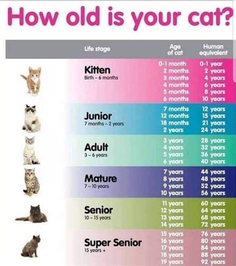 What age are cats the most energetic?