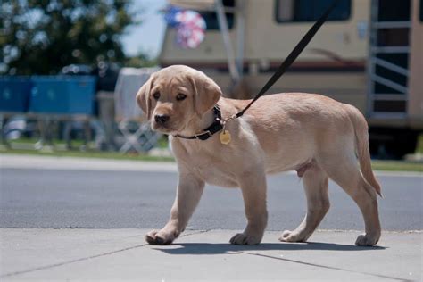 What age can I walk my lab puppy?