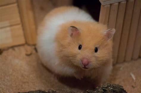 What age can a hamster be pregnant?