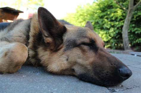 What age can my German Shepherd sleep with me?