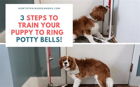 What age can you bell train a puppy?