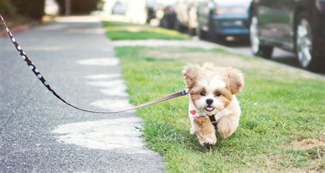 What age can you walk a puppy on a leash?