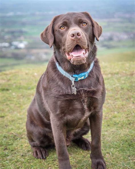 What age do chocolate labs start graying?