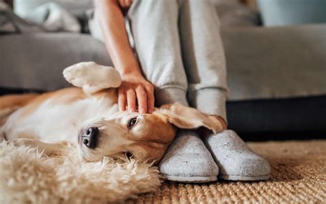 What age do dogs get over separation anxiety?