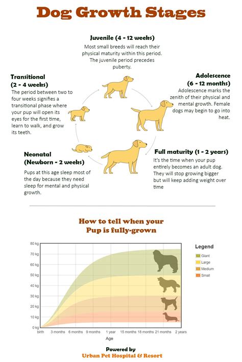 What age do dogs pass away?
