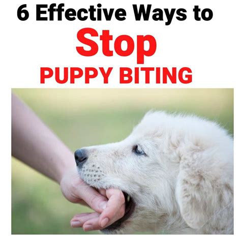 What age do dogs stop play biting?