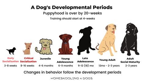 What age do dogs temperament change?