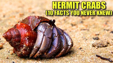 What age do hermit crabs die?