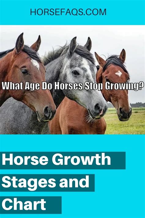 What age do horses stop running?