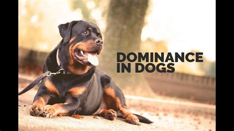 What age do male dogs show dominance?