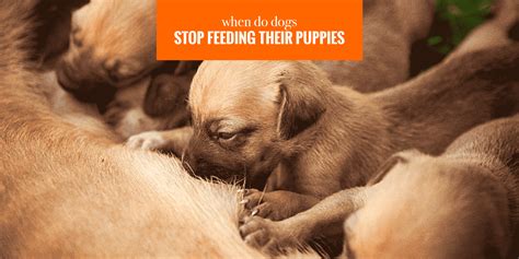 What age do puppies stop feeding off mother?