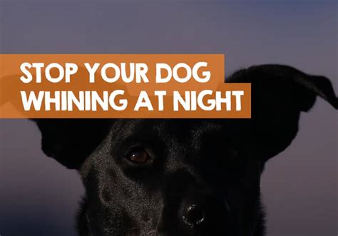 What age do puppies stop whining at night?