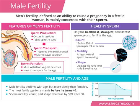 What age is a man's sperm most fertile?