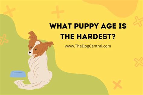 What age is the hardest with a dog?