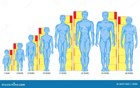 What age is your body fully developed?