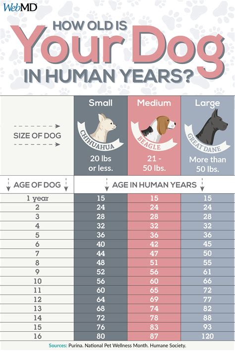 What age should I get a dog?