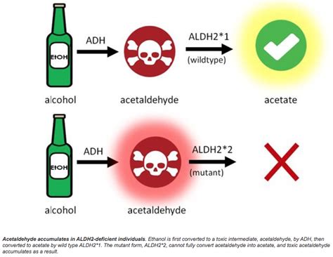 What alcohol has less acetaldehyde?
