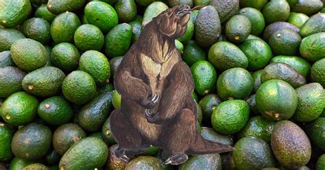What ancient animal ate avocados?