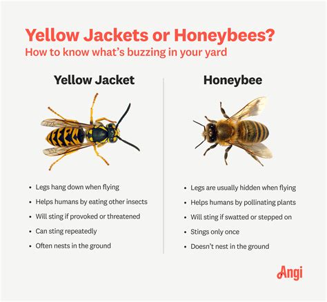 What angers yellow jackets?
