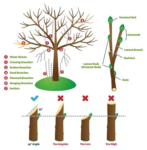 What angle do you cut when pruning?