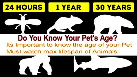 What animal ages the fastest?