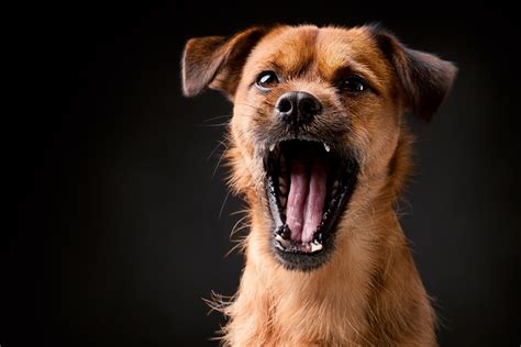 What animal barks like a dog?