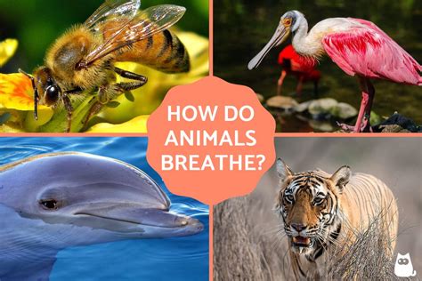 What animal can't breathe?