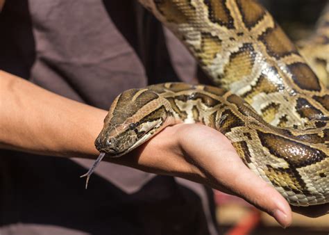 What animal can beat a python?