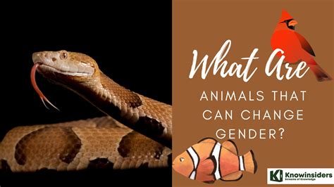 What animal can change gender?