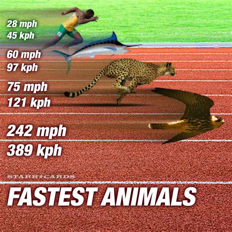 What animal can run 45 mph?