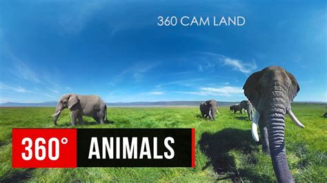 What animal can see 360?