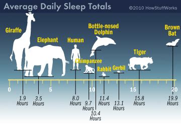 What animal can sleep the longest?