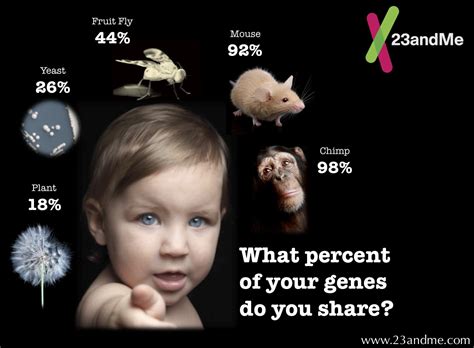 What animal do we share 98% of our DNA with?